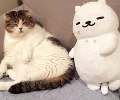 402 Immagini Di Neko Cats Su We Heart It Vedi Altro Su Cat Animal E Cute Cats Cat Accessories Cats And Kittens