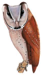 We did not find results for: Tytonidae Barn Owls Birds Of The World