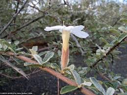 Image result for Catophractes alexandri