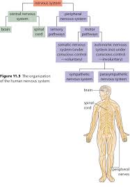 Image result for Peripheral Nervous System