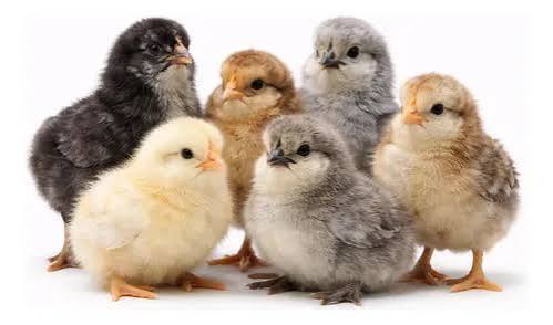 PINTINHOS