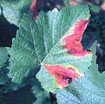 Image result for Pseudopeziza tracheiphila