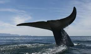 Image result for blue whale