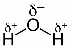 Water (h2o) is a polar molecule because the electrons of the hydrogen atoms get pulled towards the electrons of the oxygen atom. Dipoles Of Water Molecules A Level Biology Revision Notes