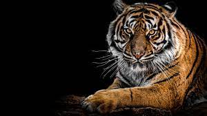 Encontre aqui os mais bonitos papéis de parede 4k para colocar na tela do seu aparelho celular, no fundo do whatsapp ou no tablet. Retrato Do Tigre 4k Hd Papel De Parede Widescreen Alta Definicao Fullscreen