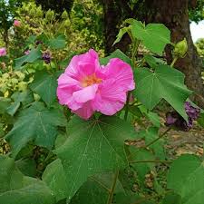 Image result for Barleria macrostegia