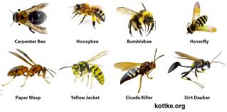 Lift your spirits with funny jokes, trending memes, entertaining gifs, inspiring stories, viral videos, and so much more. Yelllow Stinging Insects