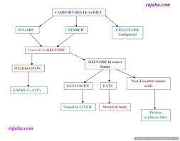 Carbohydrates Macromolecule Mania