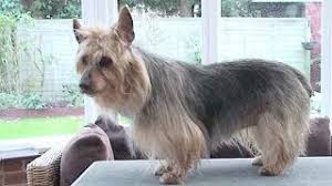 Kitchen equipment australian terrier vs yorkshire. Australian Yorkshire Terrier Australian Terrier Yorkshire Terrier Mix Info Pictures