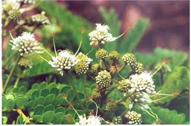 Image result for Vernonia congolensis