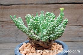 Image result for Euphorbia davyi
