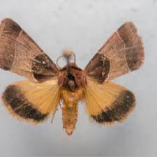 Image result for Geigeria engleriana