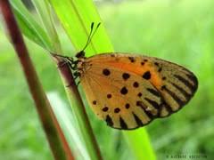 Image result for Crepidorhopalon namuliensis