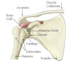 The shoulder is not a single joint, but a complex arrangement of bones, ligaments, muscles, and tendons that is better called the shoulder girdle. Shoulder Joint Bones Courtesy Orthopedic Surgery Book Download Scientific Diagram