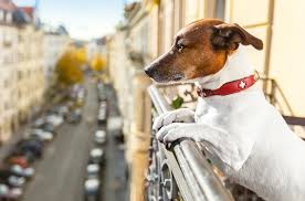 Maybe you would like to learn more about one of these? 5 Important Tips For Dog Proofing Your Balcony Petguide