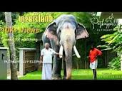 പുതുപ്പള്ളി ഗജകേസരികൾ | Puthuppally Elephants ...