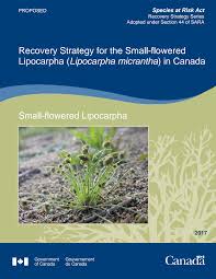 Image result for Lipocarpha micrantha