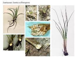 Image result for Isoetaceae