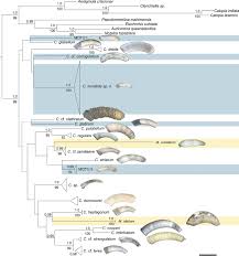 Alois trancy yang sadis dan ceria telah. Uncovering The Shell Game With Barcodes Diversity Of Meiofaunal Caecidae Snails Truncatelloidea Caenogastropoda From Central America