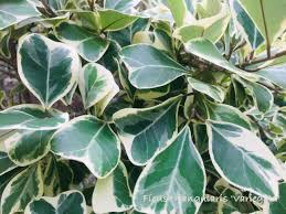Image result for Ficus scassellatii