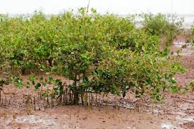 Image result for Avicennia marina