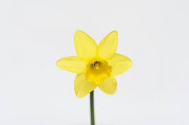 Les Aliments Interdits Pour Les Lapins Jonquille Fleurs Printemps Lapin