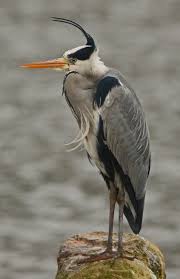 Green Heron Shipoke Beautiful Birds Most Beautiful Birds Pretty Birds