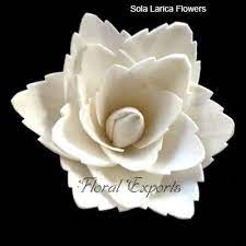 We are bulk manufacturer wholesale supplier of premium quality sola wood flowers from kolkata, india. Sola Flowers Bulk Sola Wood Flowers From Kolkata India