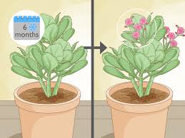 Image result for Kalanchoe