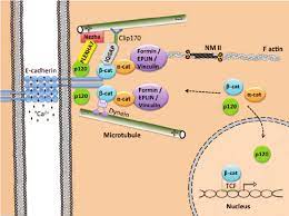 Anatomy Of The Aj Cytosolic Proteins Are Illustrated Which Contribute Download Scientific Diagram