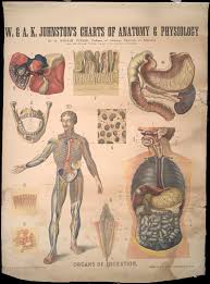 Organs Of Digestion Early 20th Century Anatomical Wall