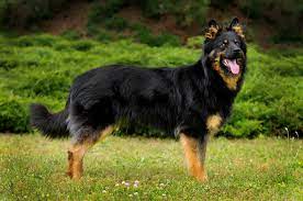 Maybe you would like to learn more about one of these? Bohemian Shepherd Wikipedia