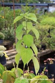 Image result for Boehmeria nivea