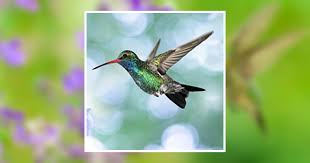 Cynthia "Toot" Cox Obituary March 28, 2021