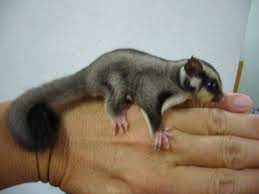 Sugar gliders get their name from their. Pin By Chelsie Morgan On Animals For Sale That I Want Sugar Glider Sugar Glider For Sale Sugar Glider Baby