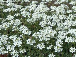 Interesting details and free snap now. Plant Identification Closed Profuse Low Growing White Flowers 1 By Rosemarya