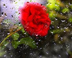 Find & download free graphic resources for rose rain. Beautiful Red Rose In The Garden View Through The Window Rain Stock Photo Picture And Royalty Free Image Image 108073967