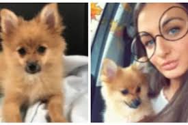 Puppy 'traumatised' after suffering horrific injuries in park