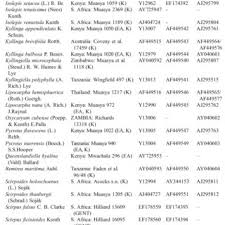 Image result for Sphaerocyperus erinaceus