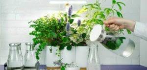 We did not find results for: L Avis D Un Chef Quel Est Le Meilleur Potager D Interieur En 2021