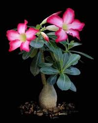 Bunga kamboja memiliki wangi yang khas, mahkota bunganya ada yang berwarna putih hingga merah keunguan. Perbedaan Bunga Kamboja Dengan Adenium Alamendah S Blog