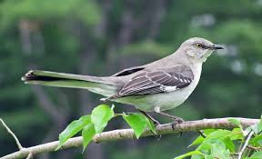 Northern mockingbirds eat mainly insects in summer northern mockingbird males establish a nesting territory in early february. Northern Mockingbird Wikiwand