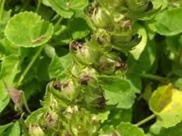 Image result for Alectra sessiliflora