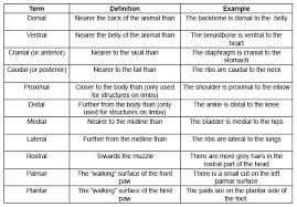 Anatomical Terms Worksheets Veterinary Tech Vet Medicine Vet Tech School
