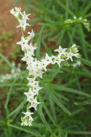 Image result for Heliotropium lineare