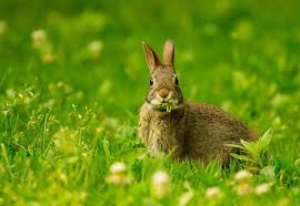 Image result for RABBIT
