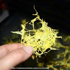 Store them in an open bag in the vegetable bin of your refrigerator. The Best Way To Use Up Extra Zucchini