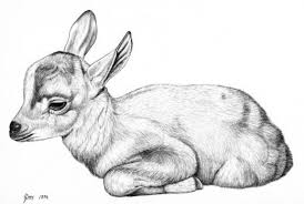 Animal Drawings Baby Animal Drawings Realistic Animal Drawings Realistic Drawings