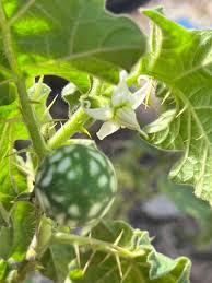 Image result for Solanum viarum