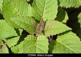 Stock Photo Green Young Foliage Leaves Of Bee Balm Monarda Didyma Bee Balm Foliage Green